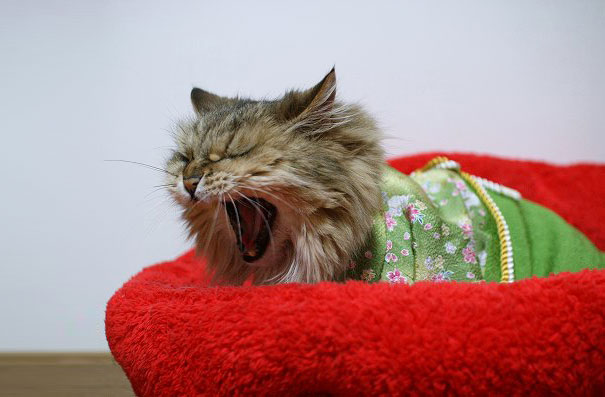 Cats In Kimonos Are A Thing In Japan Cats In Kimonos Are A Thing In Japan