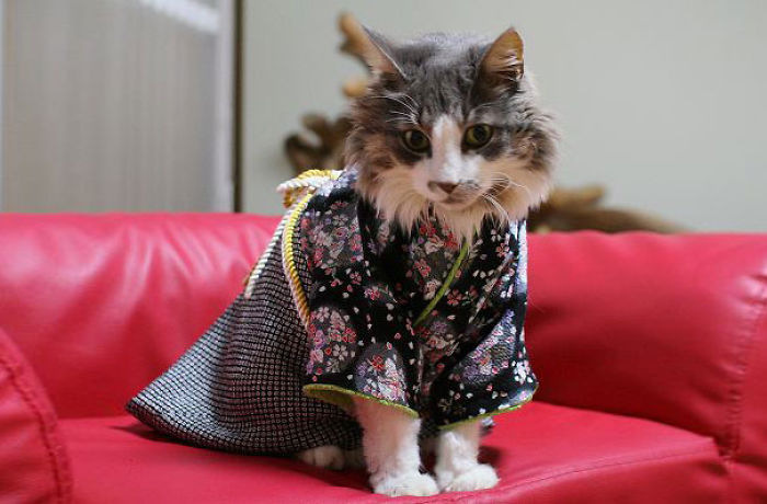 Cats In Kimonos Are A Thing In Japan Cats In Kimonos Are A Thing In Japan