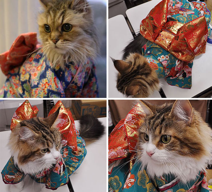 Cats In Kimonos Are A Thing In Japan Cats In Kimonos Are A Thing In Japan