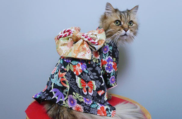 Cats In Kimonos Are A Thing In Japan Cats In Kimonos Are A Thing In Japan