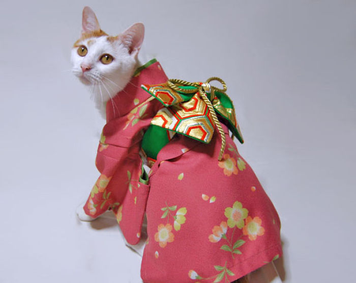 Cats In Kimonos Are A Thing In Japan Cats In Kimonos Are A Thing In Japan