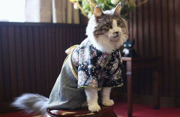 Cats In Kimonos Are A Thing In Japan Cats In Kimonos Are A Thing In Japan