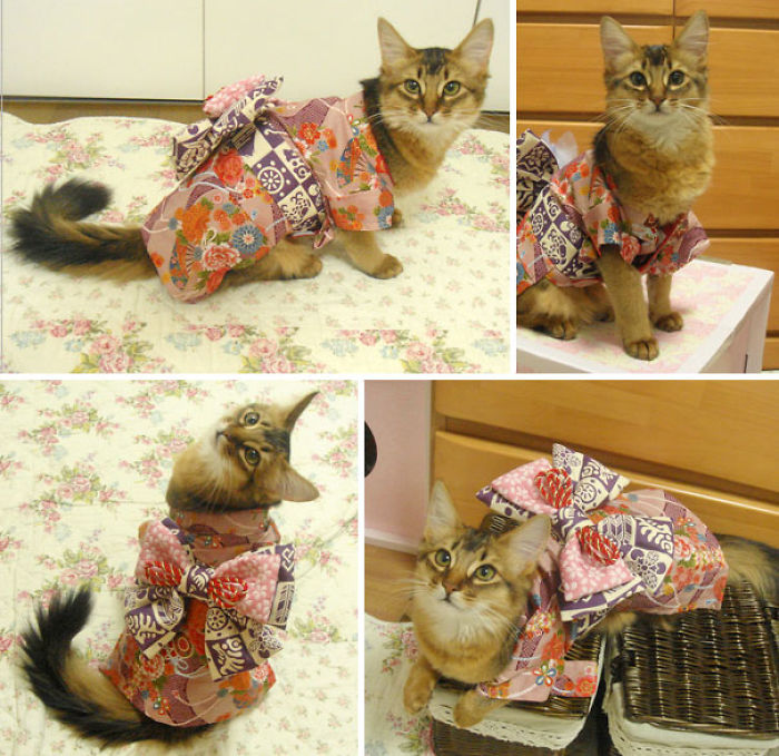 Cats In Kimonos Are A Thing In Japan Cats In Kimonos Are A Thing In Japan