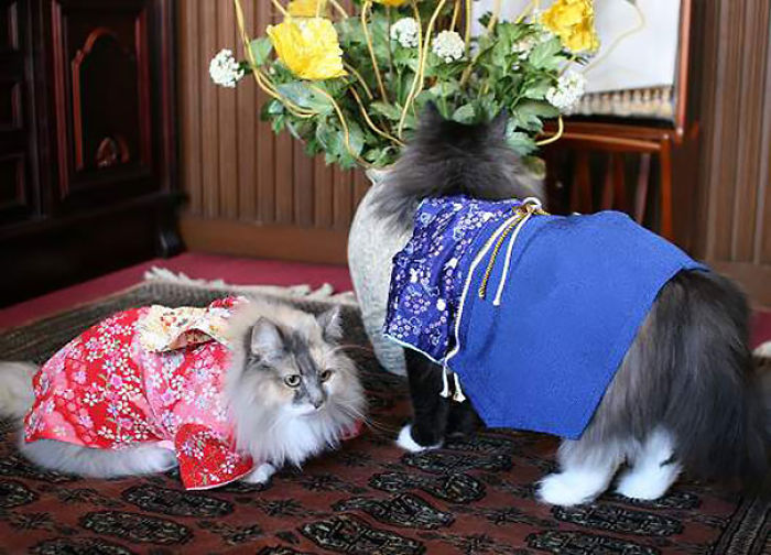 Cats In Kimonos Are A Thing In Japan Cats In Kimonos Are A Thing In Japan