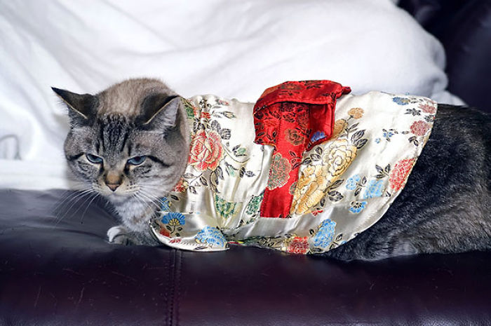 Cats In Kimonos Are A Thing In Japan Cats In Kimonos Are A Thing In Japan