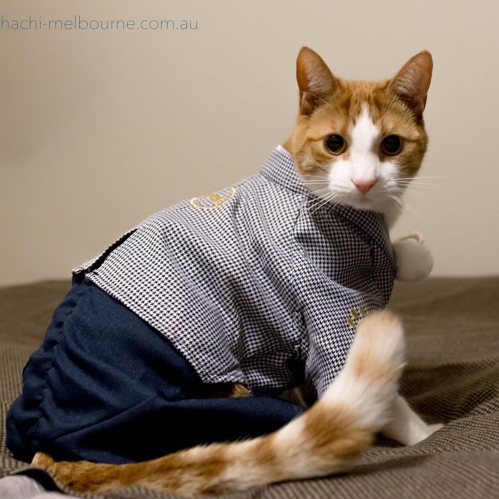 Cats In Kimonos Are A Thing In Japan Cats In Kimonos Are A Thing In Japan