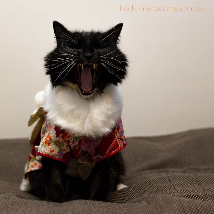 Cats In Kimonos Are A Thing In Japan Cats In Kimonos Are A Thing In Japan