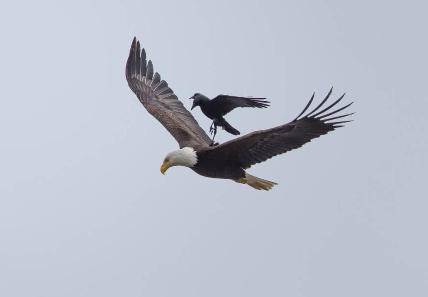 Crow Rides On The Back Of An Eagle In Once-In-A-Lifetime Photos Crow Rides On The Back Of An Eagle In Once-In-A-Lifetime Photos