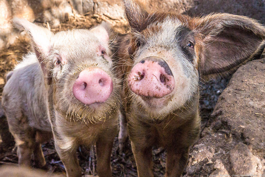 I Loved Friendly Pigs From Cabo Verde Until I Met Them Face To Face I Loved Friendly Pigs From Cabo Verde Until I Met Them Face To Face