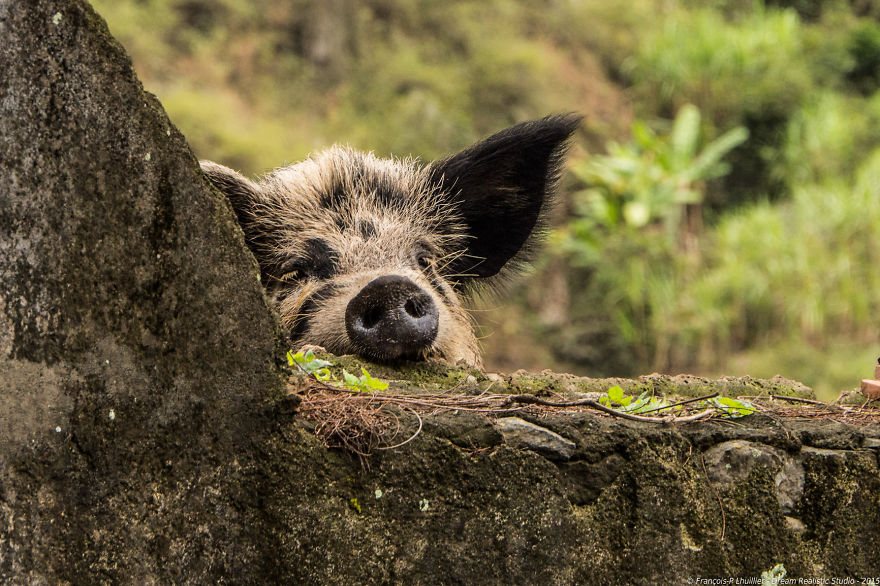 I Loved Friendly Pigs From Cabo Verde Until I Met Them Face To Face I Loved Friendly Pigs From Cabo Verde Until I Met Them Face To Face