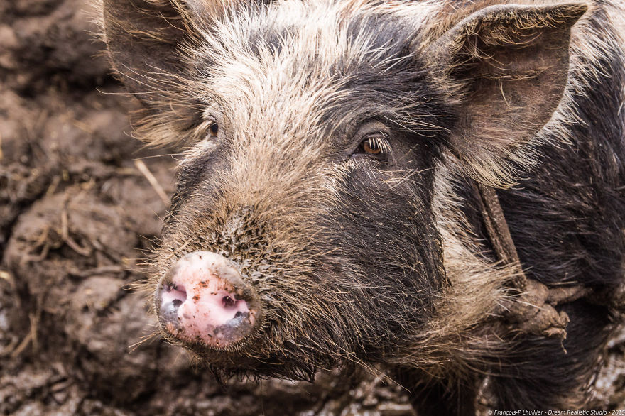 I Loved Friendly Pigs From Cabo Verde Until I Met Them Face To Face I Loved Friendly Pigs From Cabo Verde Until I Met Them Face To Face