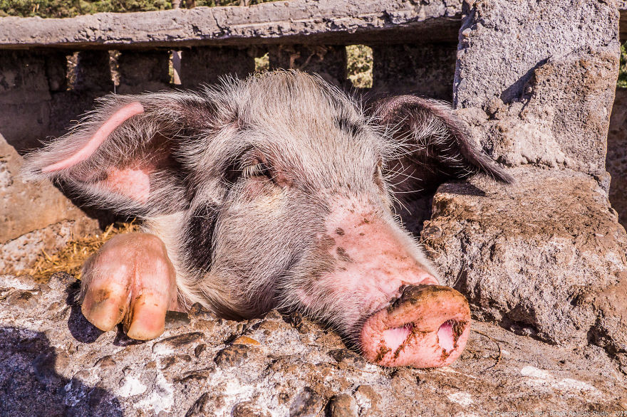 I Loved Friendly Pigs From Cabo Verde Until I Met Them Face To Face I Loved Friendly Pigs From Cabo Verde Until I Met Them Face To Face