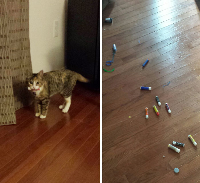 39 Hoarder Cats Who Don’t Realize That They Have Problems 39 Hoarder Cats Who Don’t Realize That They Have Problems