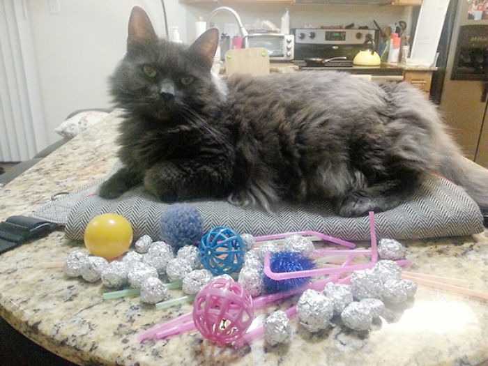 39 Hoarder Cats Who Don’t Realize That They Have Problems 39 Hoarder Cats Who Don’t Realize That They Have Problems