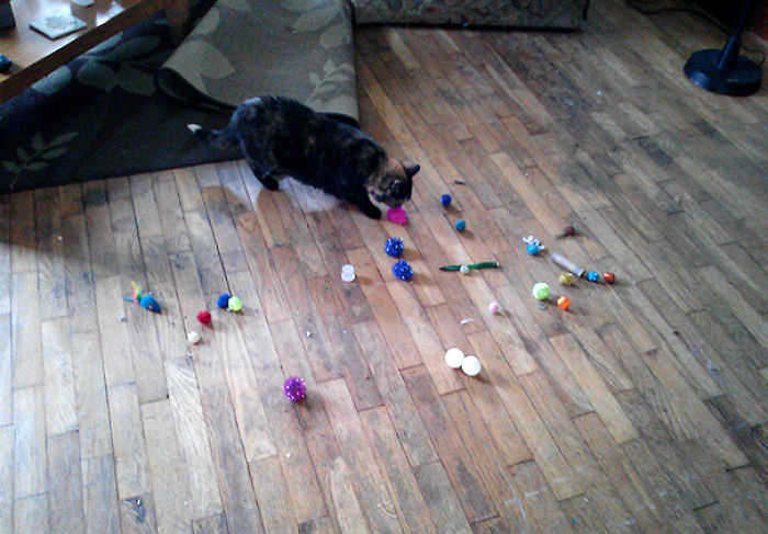 39 Hoarder Cats Who Don’t Realize That They Have Problems 39 Hoarder Cats Who Don’t Realize That They Have Problems