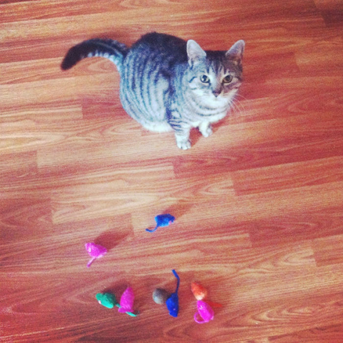 39 Hoarder Cats Who Don’t Realize That They Have Problems 39 Hoarder Cats Who Don’t Realize That They Have Problems