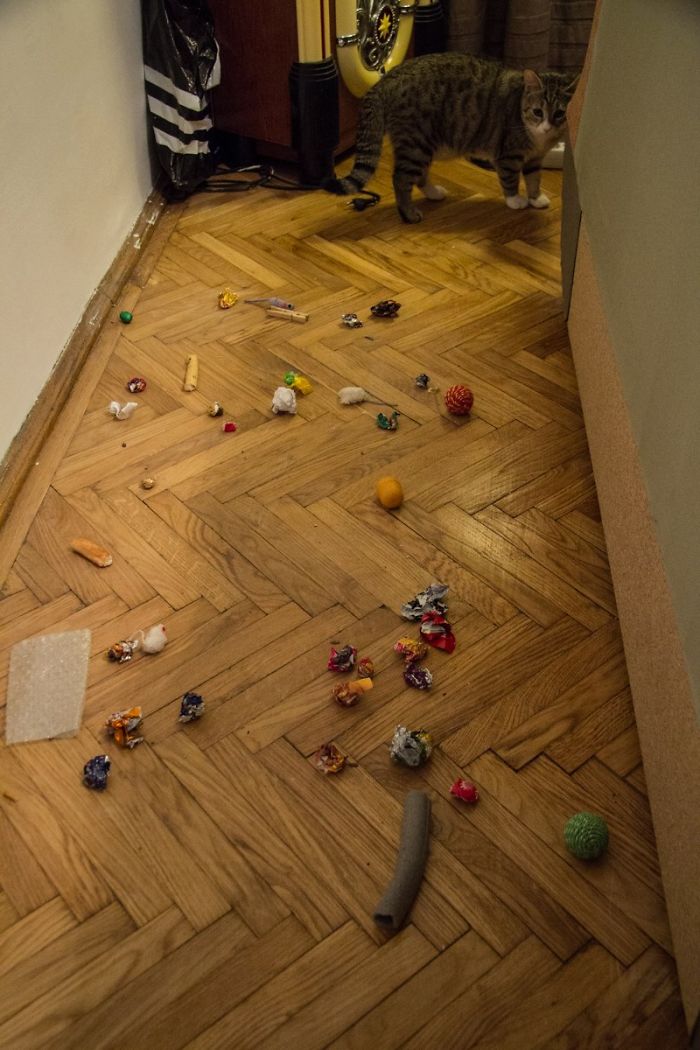39 Hoarder Cats Who Don’t Realize That They Have Problems 39 Hoarder Cats Who Don’t Realize That They Have Problems