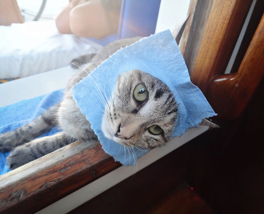 Couple Quits Jobs And Sells Everything To Travel The World With Their Cat Couple Quits Jobs And Sells Everything To Travel The World With Their Cat