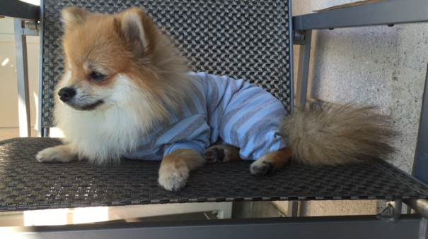 Pom Pom Chewy The Pajama Wearing Puppy