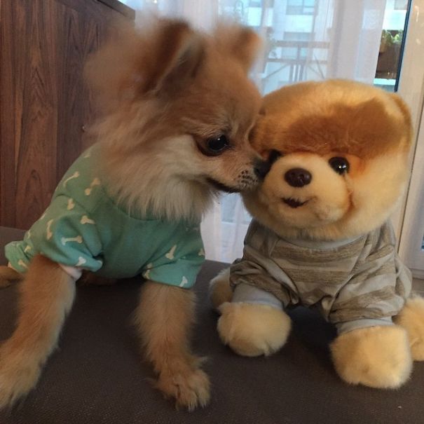 Pom Pom Chewy The Pajama Wearing Puppy