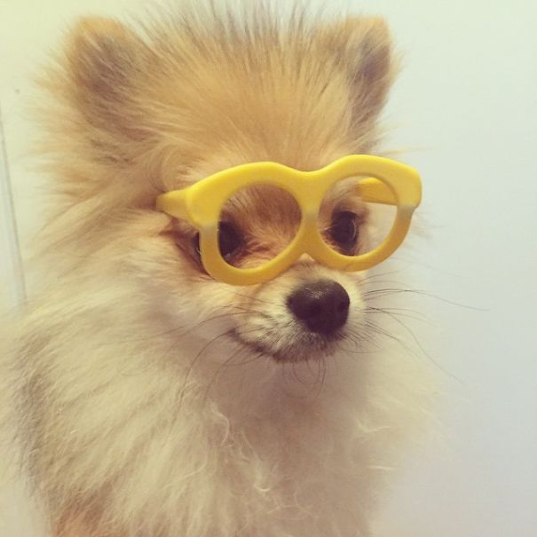 Pom Pom Chewy The Pajama Wearing Puppy