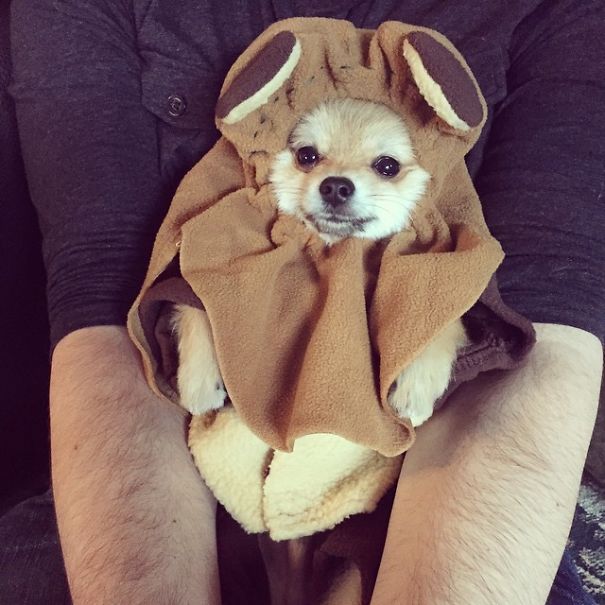 Pom Pom Chewy The Pajama Wearing Puppy Pom Pom Chewy The Pajama Wearing Puppy