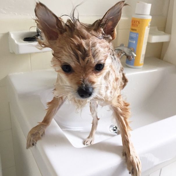 Pom Pom Chewy The Pajama Wearing Puppy Pom Pom Chewy The Pajama Wearing Puppy