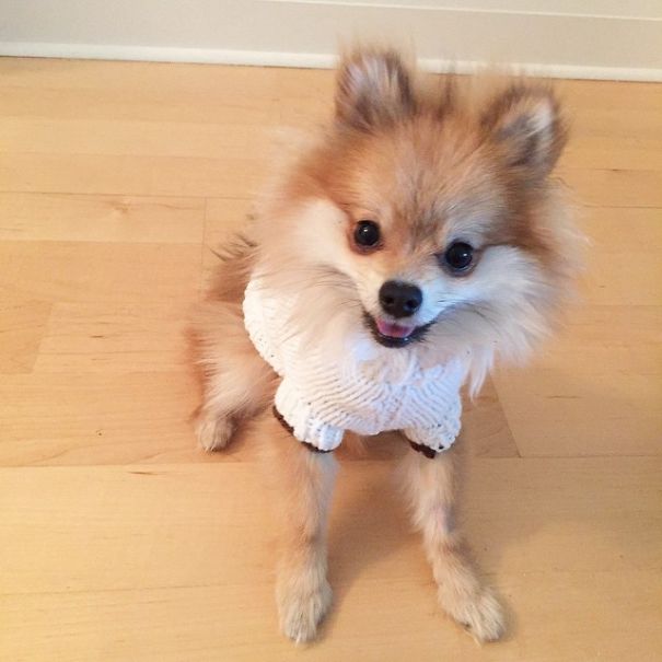 Pom Pom Chewy The Pajama Wearing Puppy