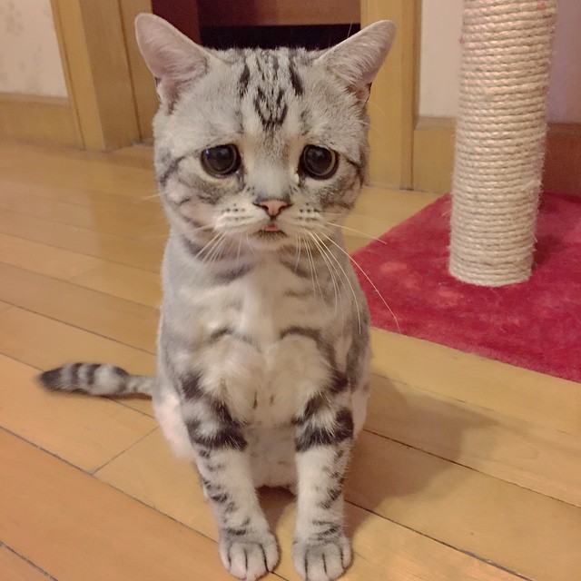 The Saddest Cat On The Internet