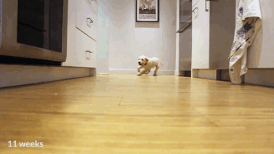 Puppies Running For Dinner In 9-Month Timelapse Puppies Running For Dinner In 9-Month Timelapse