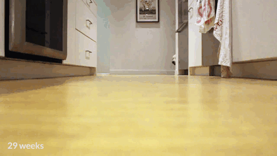 Puppies Running For Dinner In 9-Month Timelapse Puppies Running For Dinner In 9-Month Timelapse