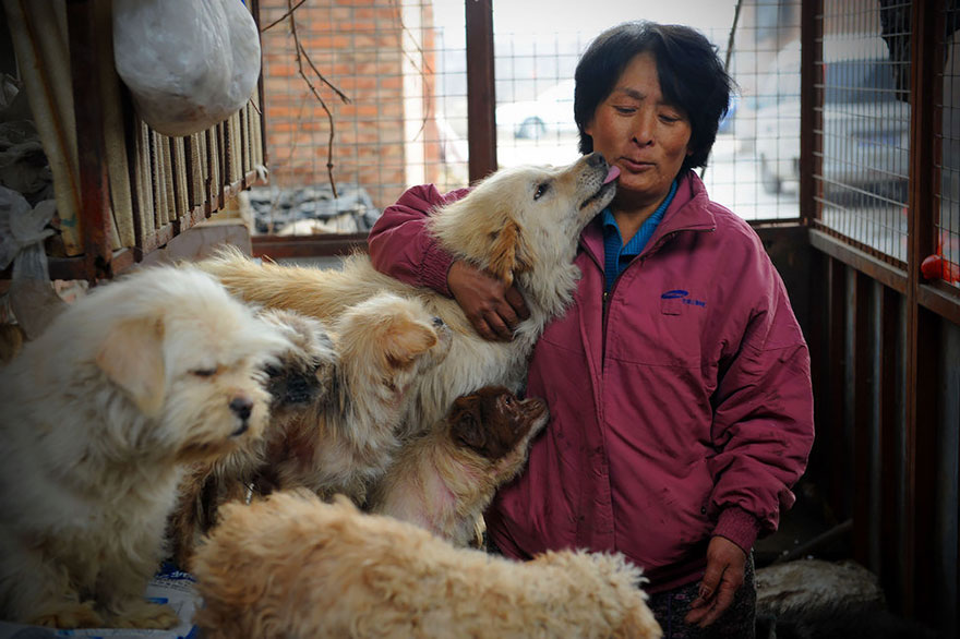 Chinese Woman Travels 1,500 Miles And Pays $1,100 To Save 100 Dogs From Chinese Dog-Eating Festival Chinese Woman Travels 1,500 Miles And Pays $1,100 To Save 100 Dogs From Chinese Dog-Eating Festival