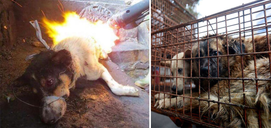 Chinese Woman Travels 1,500 Miles And Pays $1,100 To Save 100 Dogs From Chinese Dog-Eating Festival Chinese Woman Travels 1,500 Miles And Pays $1,100 To Save 100 Dogs From Chinese Dog-Eating Festival