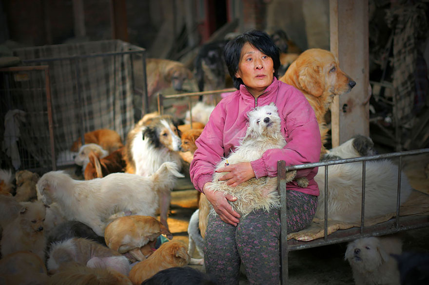 Chinese Woman Travels 1,500 Miles And Pays $1,100 To Save 100 Dogs From Chinese Dog-Eating Festival Chinese Woman Travels 1,500 Miles And Pays $1,100 To Save 100 Dogs From Chinese Dog-Eating Festival
