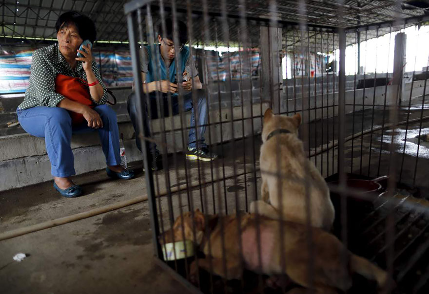 Chinese Woman Travels 1,500 Miles And Pays $1,100 To Save 100 Dogs From Chinese Dog-Eating Festival Chinese Woman Travels 1,500 Miles And Pays $1,100 To Save 100 Dogs From Chinese Dog-Eating Festival