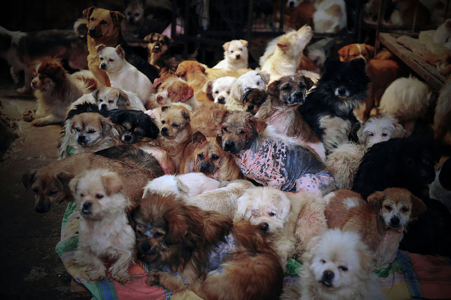 Chinese Woman Travels 1,500 Miles And Pays $1,100 To Save 100 Dogs From Chinese Dog-Eating Festival Chinese Woman Travels 1,500 Miles And Pays $1,100 To Save 100 Dogs From Chinese Dog-Eating Festival