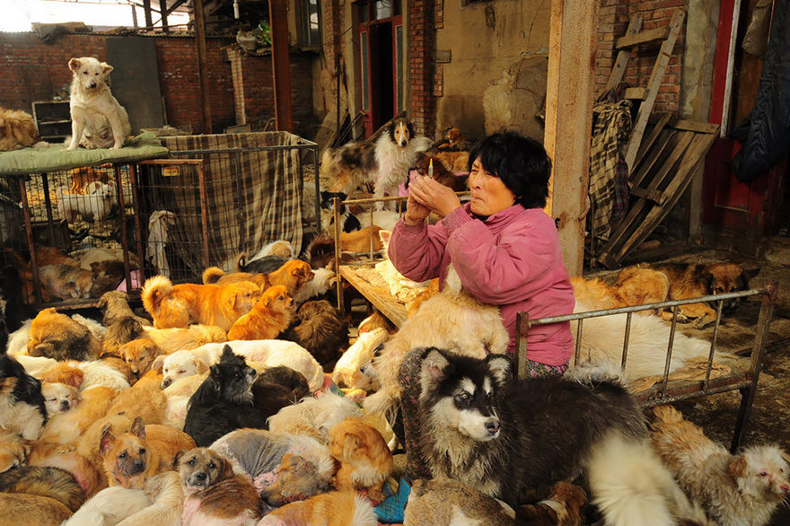Chinese Woman Travels 1,500 Miles And Pays $1,100 To Save 100 Dogs From Chinese Dog-Eating Festival Chinese Woman Travels 1,500 Miles And Pays $1,100 To Save 100 Dogs From Chinese Dog-Eating Festival
