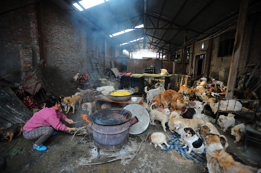 Chinese Woman Travels 1,500 Miles And Pays $1,100 To Save 100 Dogs From Chinese Dog-Eating Festival Chinese Woman Travels 1,500 Miles And Pays $1,100 To Save 100 Dogs From Chinese Dog-Eating Festival