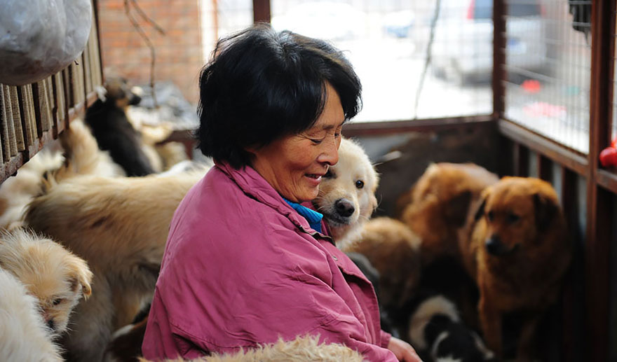 Chinese Woman Travels 1,500 Miles And Pays $1,100 To Save 100 Dogs From Chinese Dog-Eating Festival Chinese Woman Travels 1,500 Miles And Pays $1,100 To Save 100 Dogs From Chinese Dog-Eating Festival