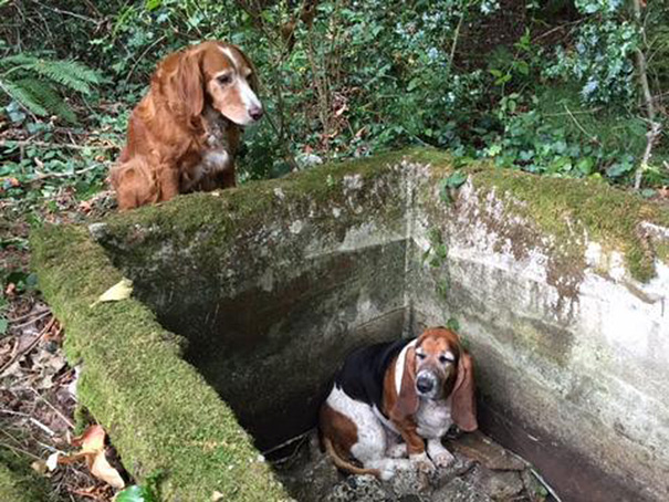 Dog Spends A WEEK Guarding Her Trapped Best Friend Until Help Arrives Dog Spends A WEEK Guarding Her Trapped Best Friend Until Help Arrives