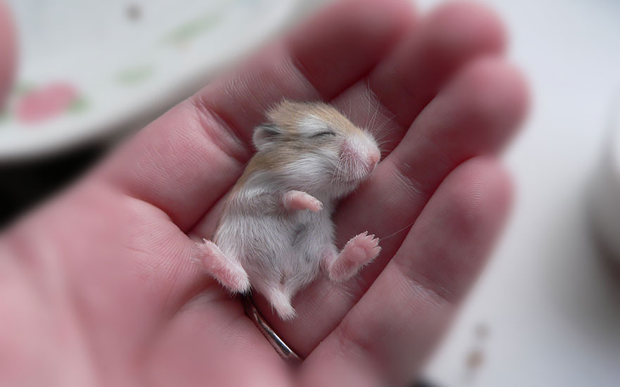 156 Adorable Hamsters That Will Cause A Cuteness Overload