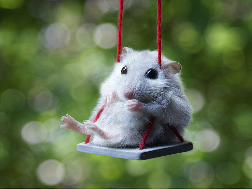 156 Adorable Hamsters That Will Cause A Cuteness Overload