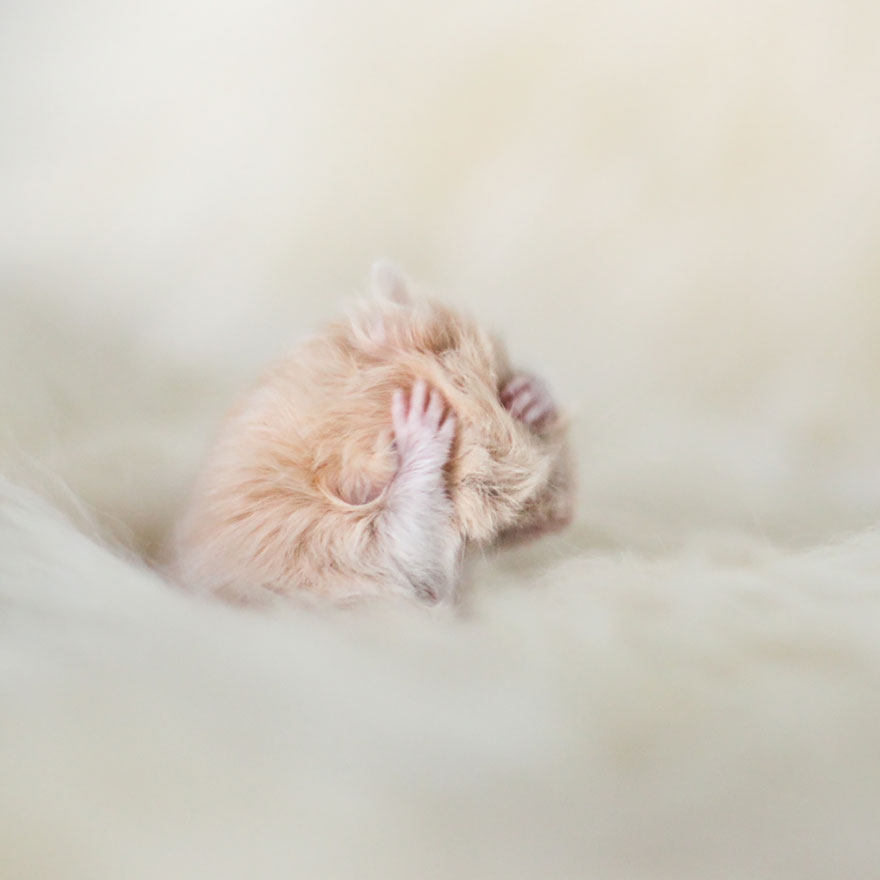156 Adorable Hamsters That Will Cause A Cuteness Overload