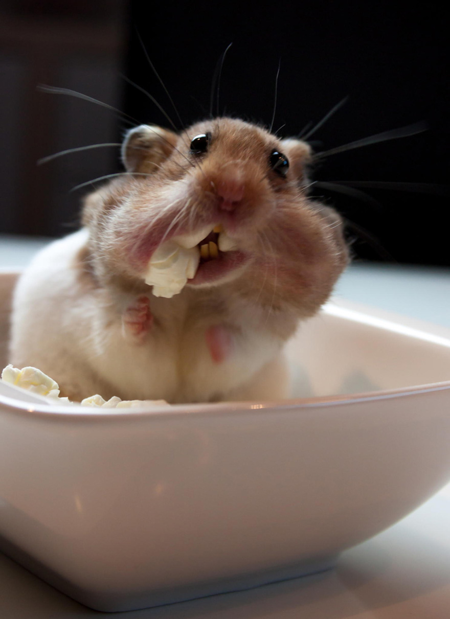 156 Adorable Hamsters That Will Cause A Cuteness Overload