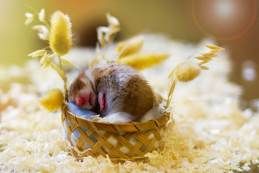156 Adorable Hamsters That Will Cause A Cuteness Overload