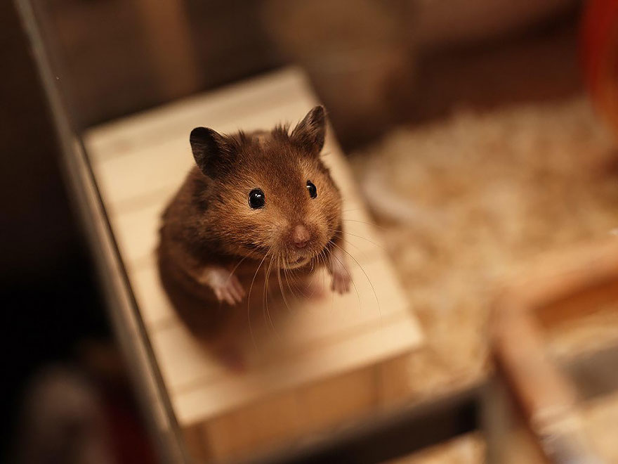 156 Adorable Hamsters That Will Cause A Cuteness Overload