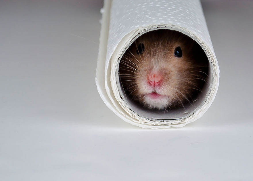 156 Adorable Hamsters That Will Cause A Cuteness Overload