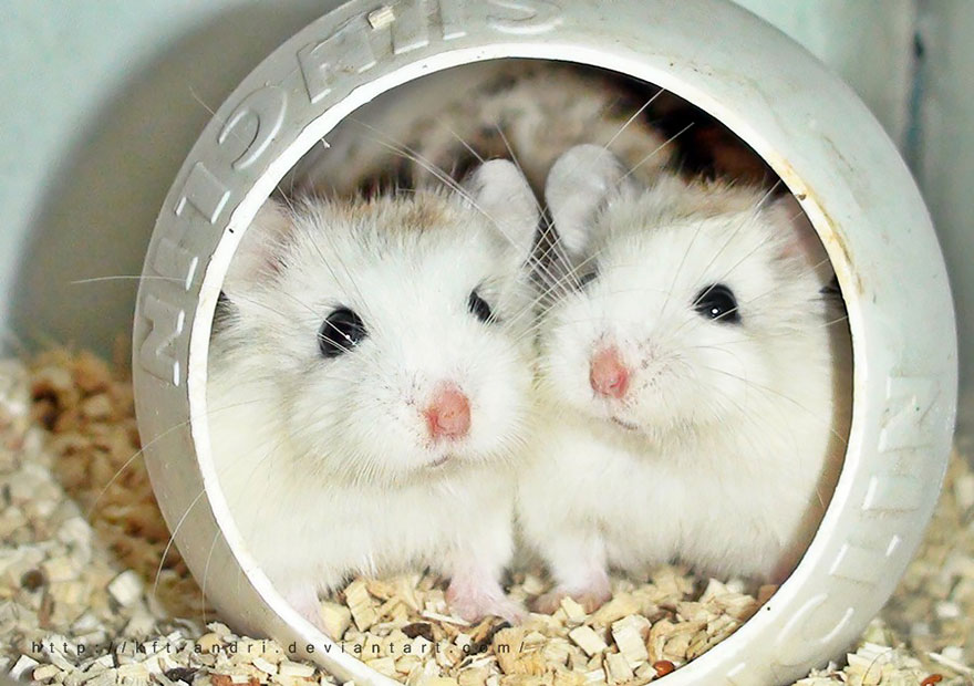 156 Adorable Hamsters That Will Cause A Cuteness Overload