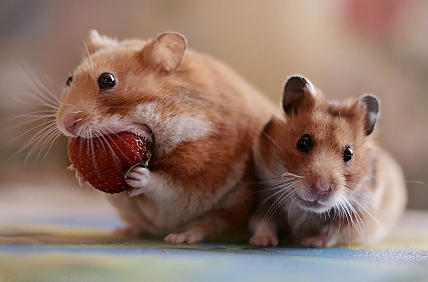 156 Adorable Hamsters That Will Cause A Cuteness Overload