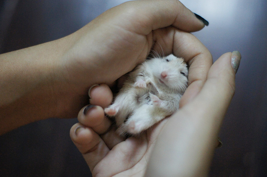 156 Adorable Hamsters That Will Cause A Cuteness Overload